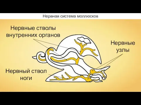 Нервная система моллюсков Нервные стволы внутренних органов Нервные узлы Нервный ствол ноги