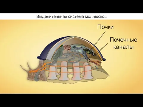 Выделительная система моллюсков Почки Почечные каналы