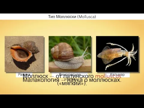 Тип Моллюски (Mollusca) Моллюск — от латинского molluscus («мягкий»). Малакология — наука о моллюсках.