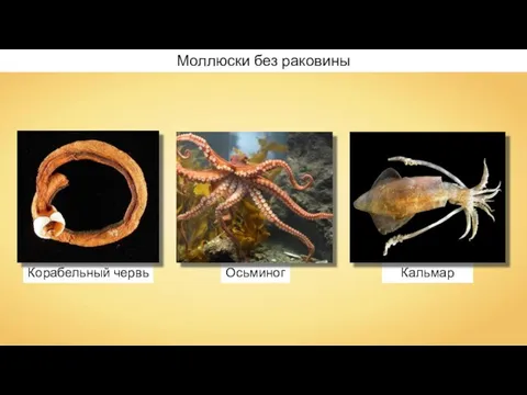 Корабельный червь Кальмар Осьминог Моллюски без раковины