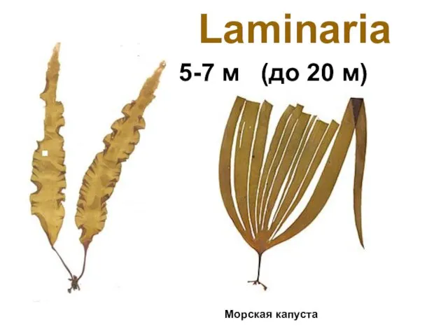 Laminaria 5-7 м (до 20 м) Морская капуста