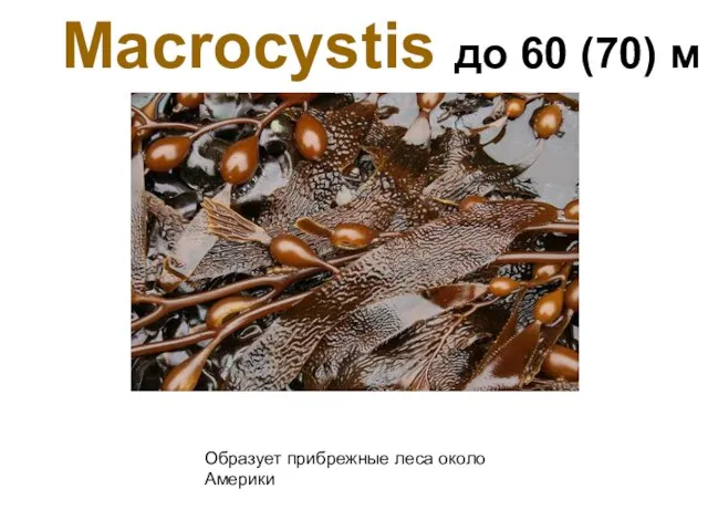 Macrocystis до 60 (70) м Образует прибрежные леса около Америки