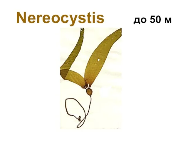 Nereocystis до 50 м