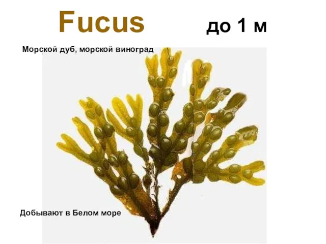 Fucus до 1 м Морской дуб, морской виноград Добывают в Белом море
