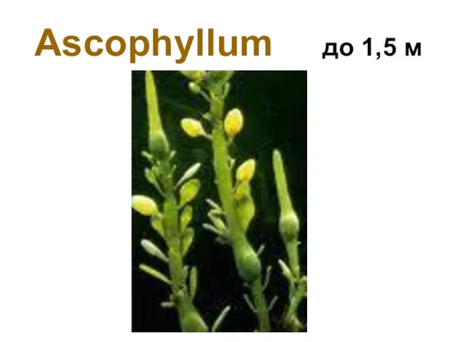 Ascophyllum до 1,5 м