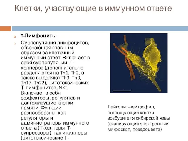 Клетки, участвующие в иммунном ответе T-Лимфоциты Субпопуляция лимфоцитов, отвечающая главным образом