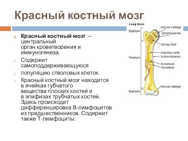 Красный костный мозг Красный костный мозг — центральный орган кроветворения и