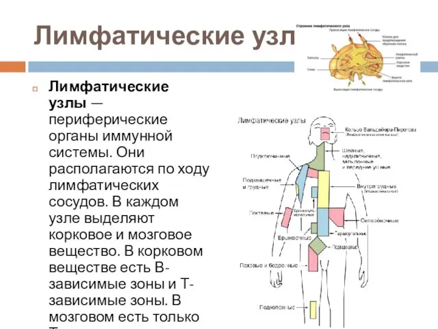 Лимфатические узлы Лимфатические узлы — периферические органы иммунной системы. Они располагаются