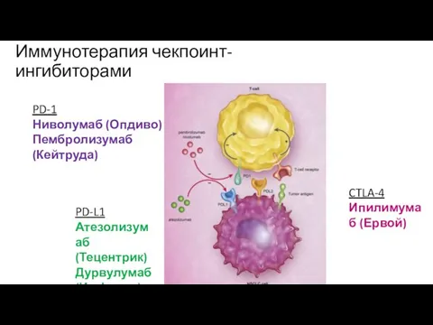 Иммунотерапия чекпоинт-ингибиторами PD-1 Ниволумаб (Опдиво) Пембролизумаб (Кейтруда) PD-L1 Атезолизумаб (Тецентрик) Дурвулумаб (Имфинзи) CTLA-4 Ипилимумаб (Ервой)