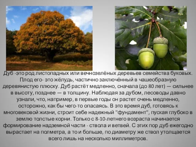 Дуб -это род листопадных или вечнозелёных деревьев семейства буковых. Плод его-