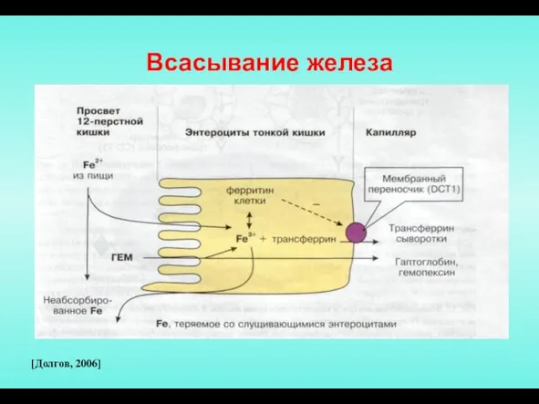 Всасывание железа [Долгов, 2006]