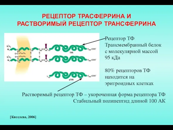 РЕЦЕПТОР ТРАСФЕРРИНА И РАСТВОРИМЫЙ РЕЦЕПТОР ТРАНСФЕРРИНА Растворимый рецептор ТФ – укороченная