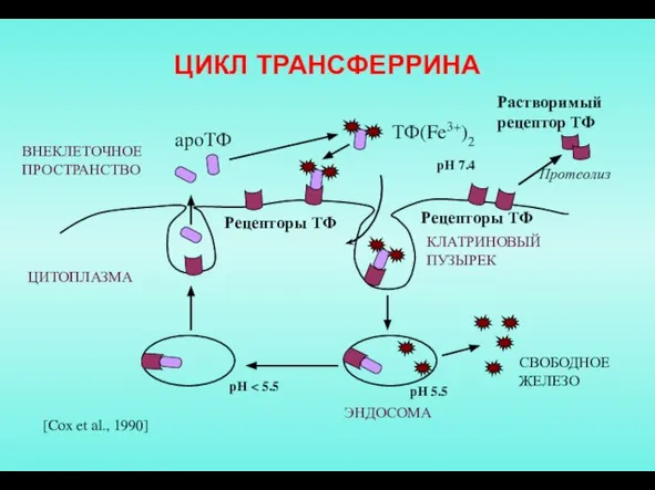 ЦИКЛ ТРАНСФЕРРИНА ТФ(Fe3+)2 ВНЕКЛЕТОЧНОЕ ПРОСТРАНСТВО ЦИТОПЛАЗМА Рецепторы ТФ рН 7.4 [Cox