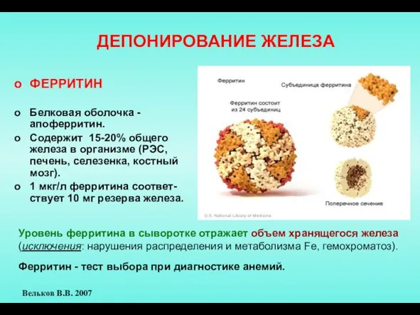 ДЕПОНИРОВАНИЕ ЖЕЛЕЗА ФЕРРИТИН Белковая оболочка - апоферритин. Содержит 15-20% общего железа