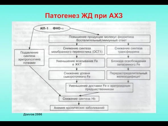 Патогенез ЖД при АХЗ Долгов 2006