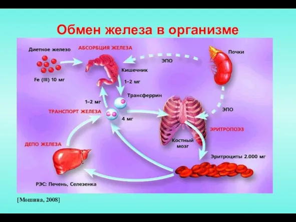 Обмен железа в организме [Мошина, 2008]