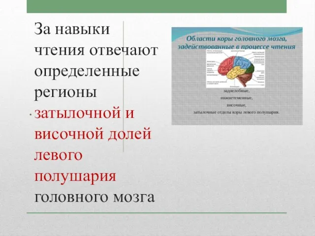 За навыки чтения отвечают определенные регионы затылочной и височной долей левого полушария головного мозга .