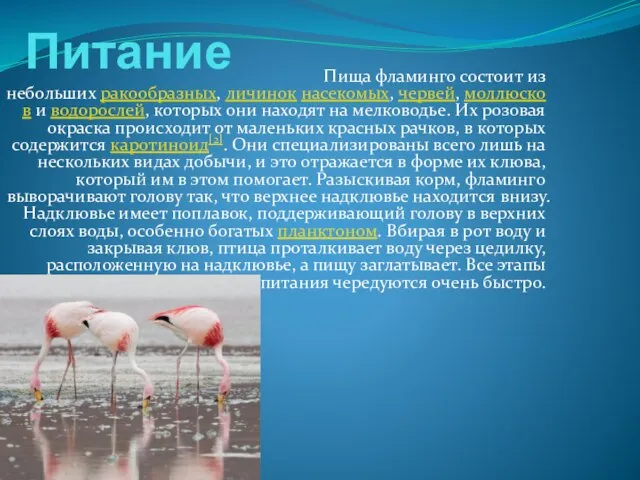 Питание Пища фламинго состоит из небольших ракообразных, личинок насекомых, червей, моллюсков