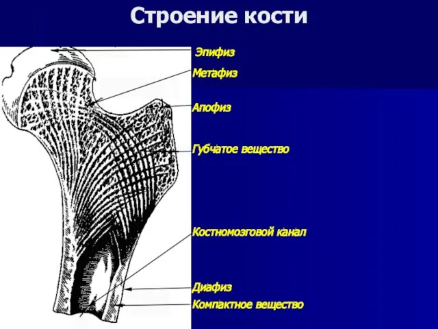 Эпифиз Метафиз Апофиз Губчатое вещество Диафиз Компактное вещество Костномозговой канал Строение кости