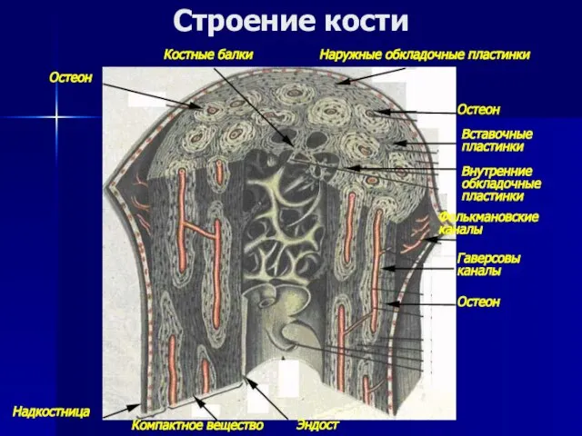 Строение кости Остеон Остеон Остеон Костные балки Наружные обкладочные пластинки Вставочные