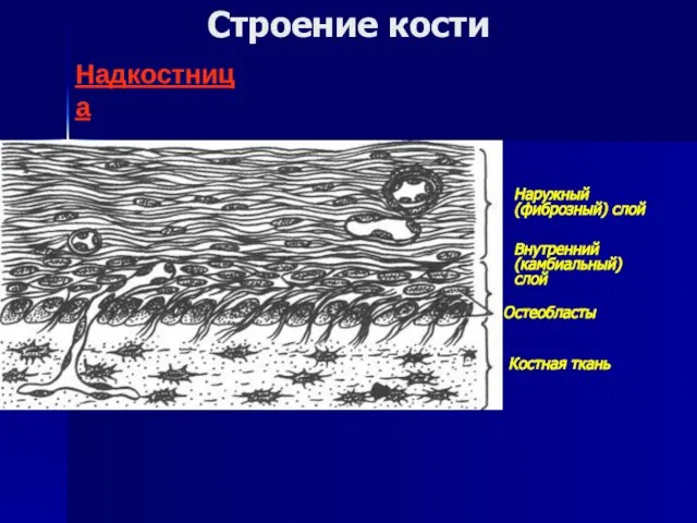 Строение кости Наружный (фиброзный) слой Надкостница Внутренний (камбиальный) слой Остеобласты Костная ткань