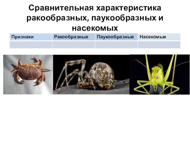 Сравнительная характеристика ракообразных, паукообразных и насекомых