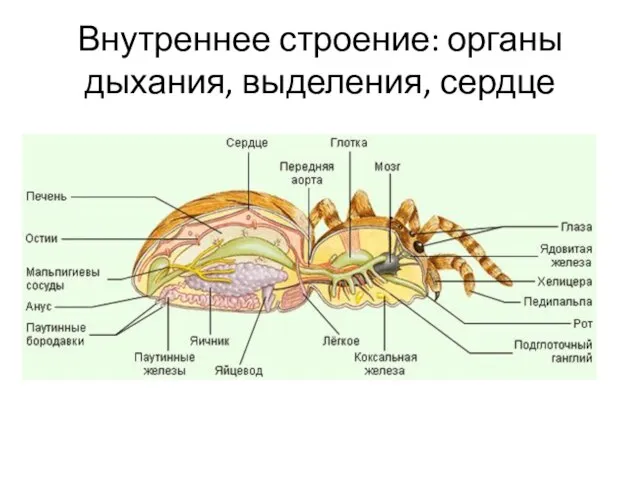 Внутреннее строение: органы дыхания, выделения, сердце