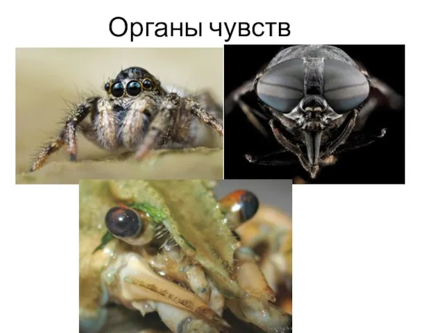 Органы чувств