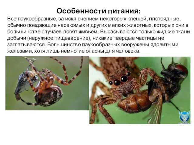 Особенности питания: Все паукообразные, за исключением некоторых клещей, плотоядные, обычно поедающие
