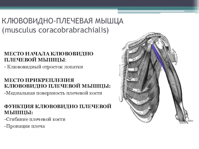 КЛЮВОВИДНО-ПЛЕЧЕВАЯ МЫШЦА (musculus coracobrabrachialis) МЕСТО НАЧАЛА КЛЮВОВИДНО ПЛЕЧЕВОЙ МЫШЦЫ: - Клювовидный