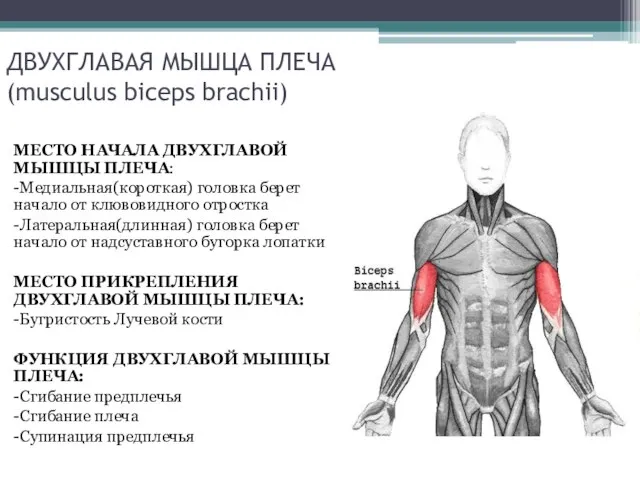 ДВУХГЛАВАЯ МЫШЦА ПЛЕЧА (musculus biceps brachii) МЕСТО НАЧАЛА ДВУХГЛАВОЙ МЫШЦЫ ПЛЕЧА: