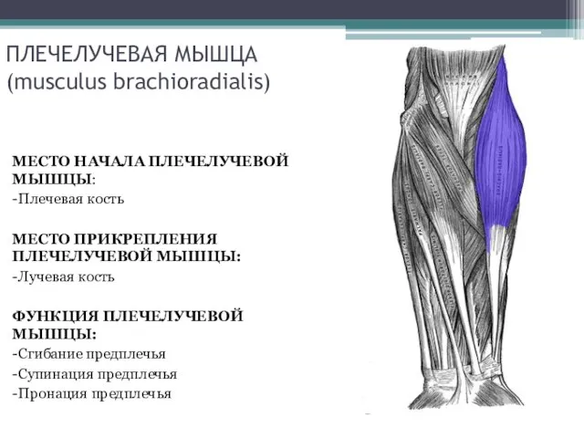 ПЛЕЧЕЛУЧЕВАЯ МЫШЦА (musculus brachioradialis) МЕСТО НАЧАЛА ПЛЕЧЕЛУЧЕВОЙ МЫШЦЫ: -Плечевая кость МЕСТО