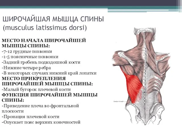 ШИРОЧАЙШАЯ МЫШЦА СПИНЫ (musculus latissimus dorsi) МЕСТО НАЧАЛА ШИРОЧАЙШЕЙ МЫШЦЫ СПИНЫ: