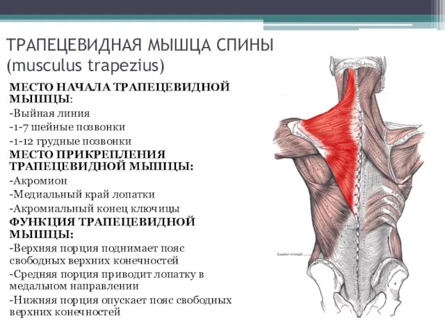 ТРАПЕЦЕВИДНАЯ МЫШЦА СПИНЫ (musculus trapezius) МЕСТО НАЧАЛА ТРАПЕЦЕВИДНОЙ МЫШЦЫ: -Выйная линия