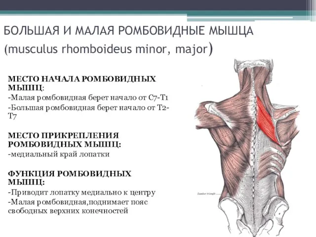 БОЛЬШАЯ И МАЛАЯ РОМБОВИДНЫЕ МЫШЦА (musculus rhomboideus minor, major) МЕСТО НАЧАЛА