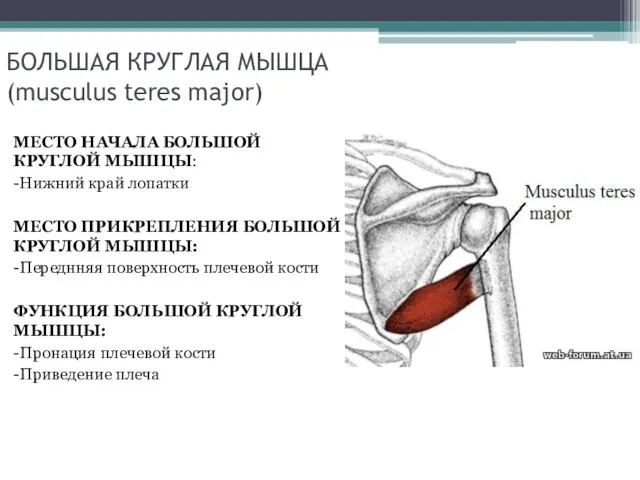 БОЛЬШАЯ КРУГЛАЯ МЫШЦА (musculus teres major) МЕСТО НАЧАЛА БОЛЬШОЙ КРУГЛОЙ МЫШЦЫ: