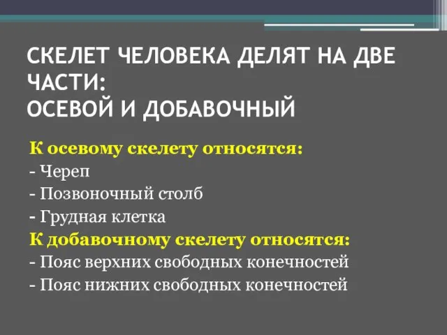 СКЕЛЕТ ЧЕЛОВЕКА ДЕЛЯТ НА ДВЕ ЧАСТИ: ОСЕВОЙ И ДОБАВОЧНЫЙ К осевому