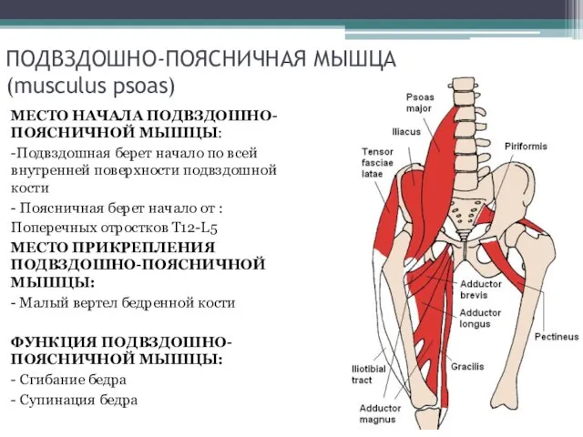 ПОДВЗДОШНО-ПОЯСНИЧНАЯ МЫШЦА (musculus psoas) МЕСТО НАЧАЛА ПОДВЗДОШНО-ПОЯСНИЧНОЙ МЫШЦЫ: -Подвздошная берет начало