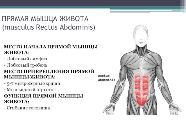 ПРЯМАЯ МЫШЦА ЖИВОТА (musculus Rectus Abdominis) МЕСТО НАЧАЛА ПРЯМОЙ МЫШЦЫ ЖИВОТА: