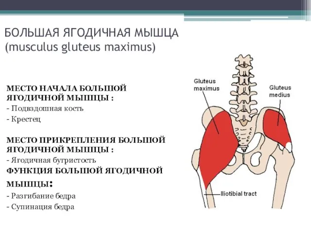 БОЛЬШАЯ ЯГОДИЧНАЯ МЫШЦА (musculus gluteus maximus) МЕСТО НАЧАЛА БОЛЬШОЙ ЯГОДИЧНОЙ МЫШЦЫ