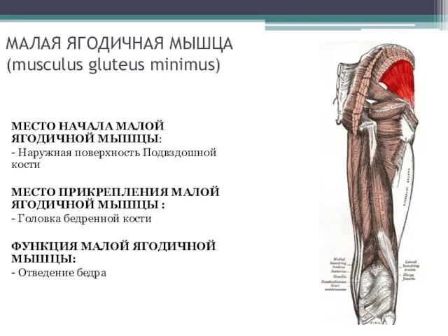 МАЛАЯ ЯГОДИЧНАЯ МЫШЦА (musculus gluteus minimus) МЕСТО НАЧАЛА МАЛОЙ ЯГОДИЧНОЙ МЫШЦЫ: