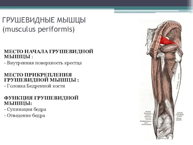 ГРУШЕВИДНЫЕ МЫШЦЫ (musculus periformis) МЕСТО НАЧАЛА ГРУШЕВИДНОЙ МЫШЦЫ : - Внутренняя