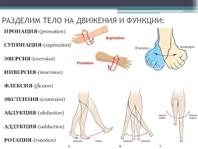 РАЗДЕЛИМ ТЕЛО НА ДВИЖЕНИЯ И ФУНКЦИИ: ПРОНАЦИЯ-(pronation) СУПИНАЦИЯ-(supination) ЭВЕРСИЯ-(eversion) ИНВЕРСИЯ-(inversion) ФЛЕКСИЯ-(flexion) ЭКСТЕНЗИЯ-(extension) АБДУКЦИЯ-(abduction) АДДУКЦИЯ-(adduction) РОТАЦИЯ-(rotation)