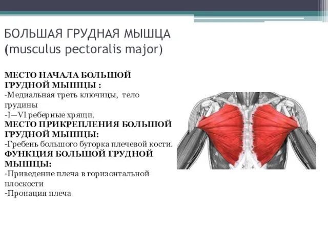 БОЛЬШАЯ ГРУДНАЯ МЫШЦА (musculus pectoralis major) МЕСТО НАЧАЛА БОЛЬШОЙ ГРУДНОЙ МЫШЦЫ