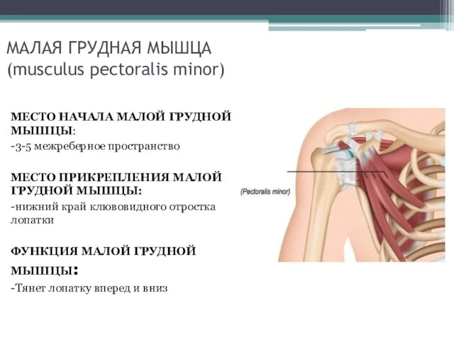 МАЛАЯ ГРУДНАЯ МЫШЦА (musculus pectoralis minor) МЕСТО НАЧАЛА МАЛОЙ ГРУДНОЙ МЫШЦЫ: