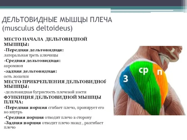 ДЕЛЬТОВИДНЫЕ МЫШЦЫ ПЛЕЧА (musculus deltoideus) МЕСТО НАЧАЛА ДЕЛЬТОВИДНОЙ МЫШЦЫ: -Передняя дельтовидная: