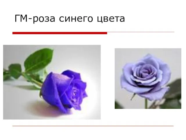 ГМ-роза синего цвета