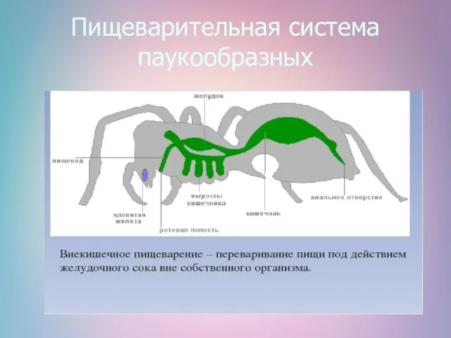 Пищеварительная система паукообразных