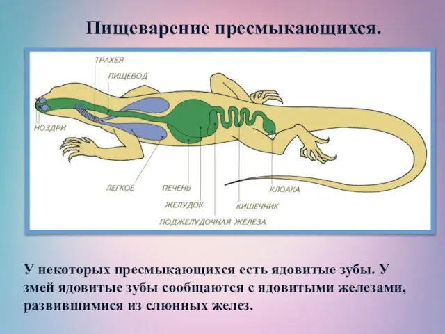 Пищеварение пресмыкающихся. У некоторых пресмыкающихся есть ядовитые зубы. У змей ядовитые