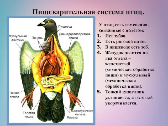 Пищеварительная система птиц. У птиц есть изменения, связанные с полётом: Нет